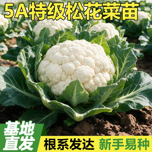 花菜秧苗青梗有机松花菜白