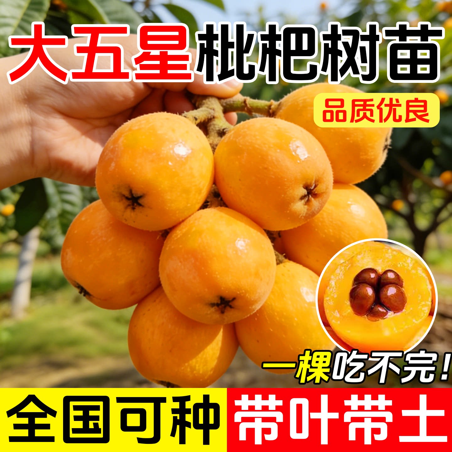 大五星枇杷苗树无核琵琶果树苗图片