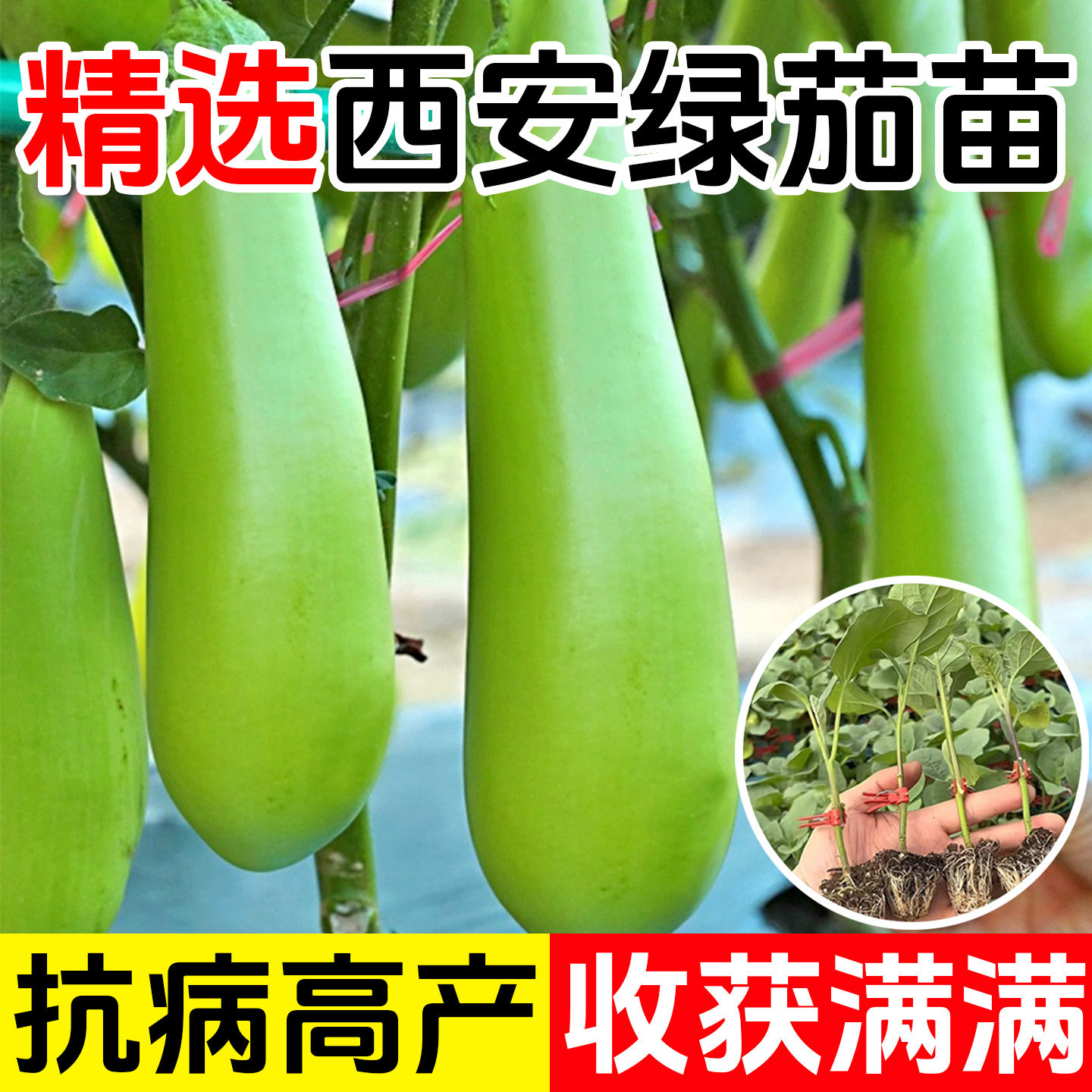 绿罐茄苗子圆茄种籽秧苗绿色茄子苗早熟绿皮茄菜园春秋季蔬菜秧苗,鲜花速递/花卉仿真/绿植园艺,种苗/半成品盆栽,淘宝优惠券,粉丝福利购,淘宝优惠卷