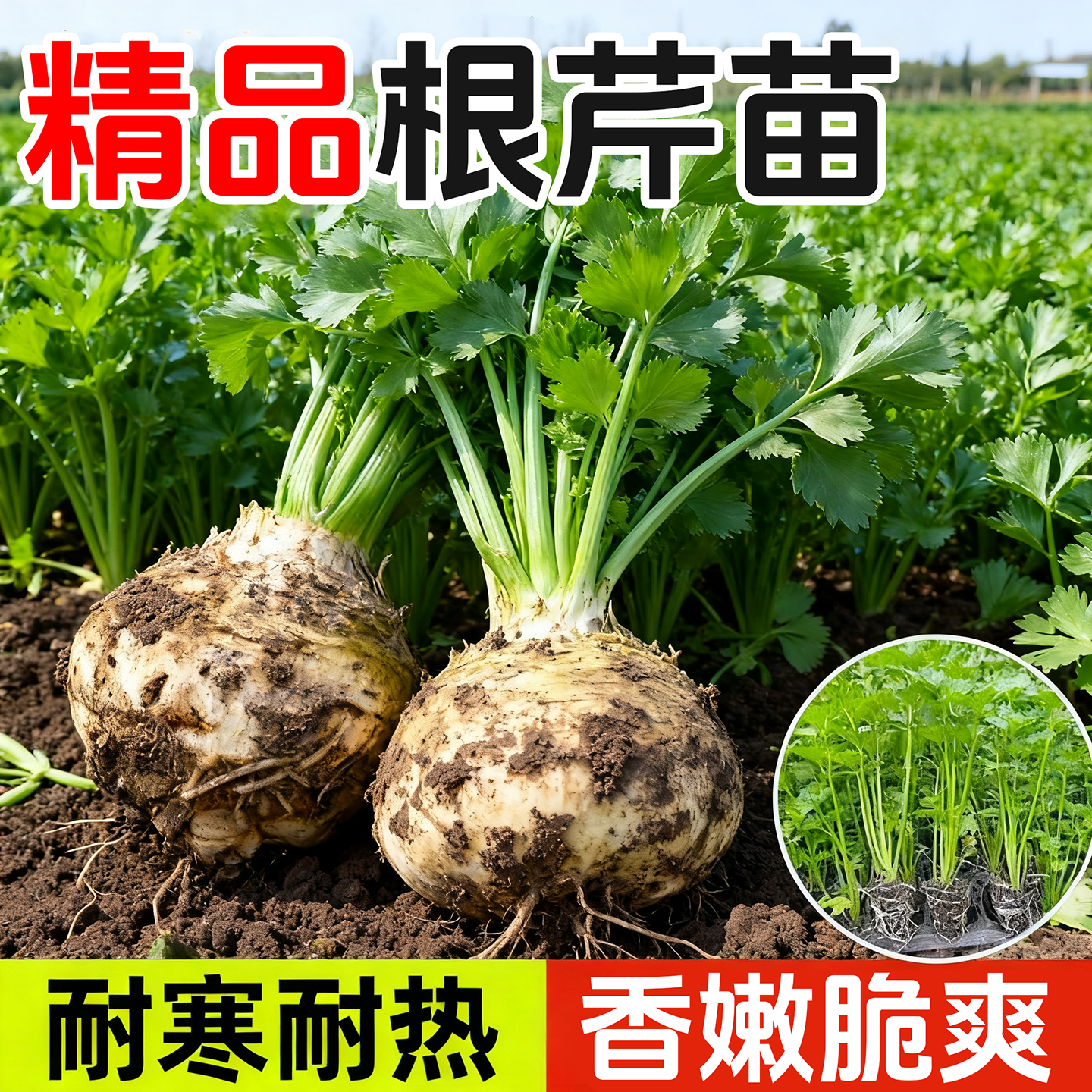 正宗地中海根芹苗秧高产盆栽阳台蔬菜西芹小香芹种子耐寒耐热苗子,鲜花速递/花卉仿真/绿植园艺,种苗/半成品盆栽,淘宝优惠券,粉丝福利购,淘宝优惠卷