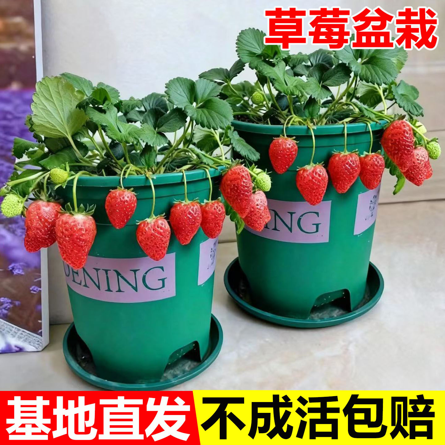 奶油草莓秧苗盆栽带盆土红颜淡雪天使四季结果可食用阳台庭院种植,鲜花速递/花卉仿真/绿植园艺,种苗/半成品盆栽,淘宝优惠券,粉丝福利购,淘宝优惠卷