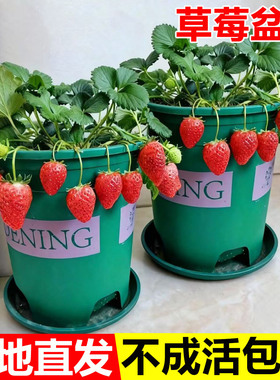 奶油草莓秧苗盆栽带盆土红颜淡雪天使四季结果可食用阳台庭院种植