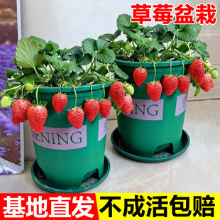 奶油草莓秧苗盆栽带盆土红颜淡雪天使四季 结果可食用阳台庭院种植