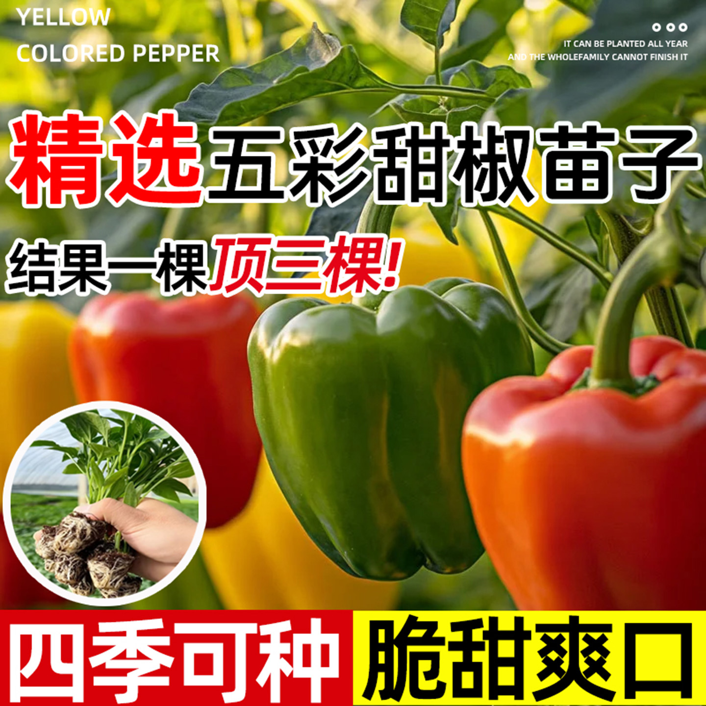 超大果五彩甜椒辣椒苗秧好吃不辣