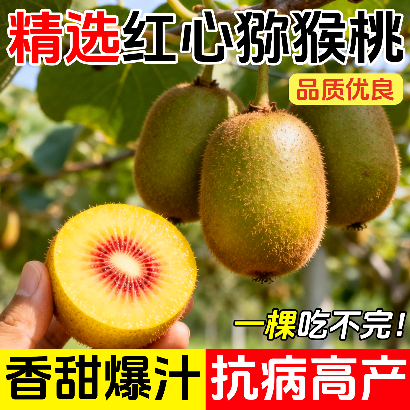 猕猴桃树果苗公母同株红心绿心黄心弥猴桃苗南方北方奇异果苗嫁接