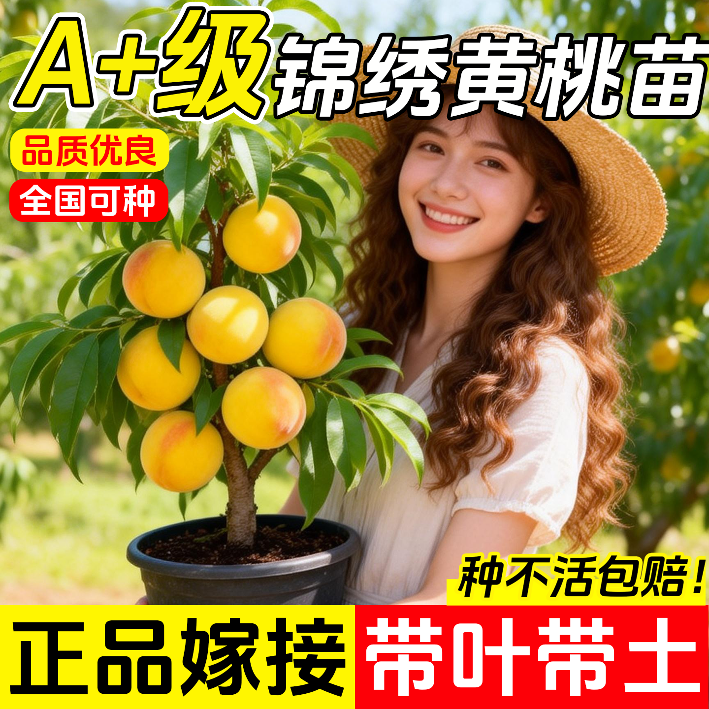 桃树果苖嫁接黄桃树苗冬桃油桃果苗南方北方庭院种植耐寒当年结果