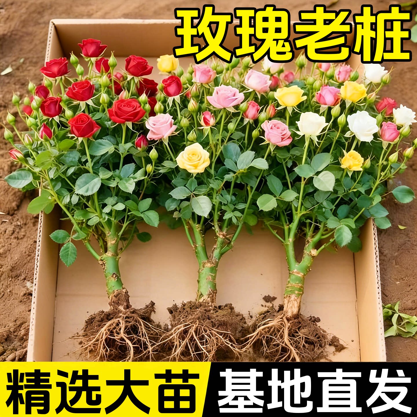 玫瑰花苗老桩盆栽花卉多季节开花绿植物月季蔷薇老根阳台四季种植