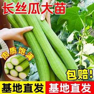 香嫩长香丝瓜苗早熟高产长顺直耐热爬藤特长丝瓜庭院阳台四季蔬菜