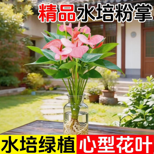 粉掌盆栽带花无土纯水培植物