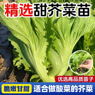 大叶甜芥菜苗家庭阳台庭院盆栽蔬菜种籽农家菜园芥兰高产菜种子
