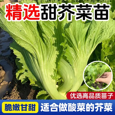 大叶甜芥菜苗阳台庭院盆栽蔬菜