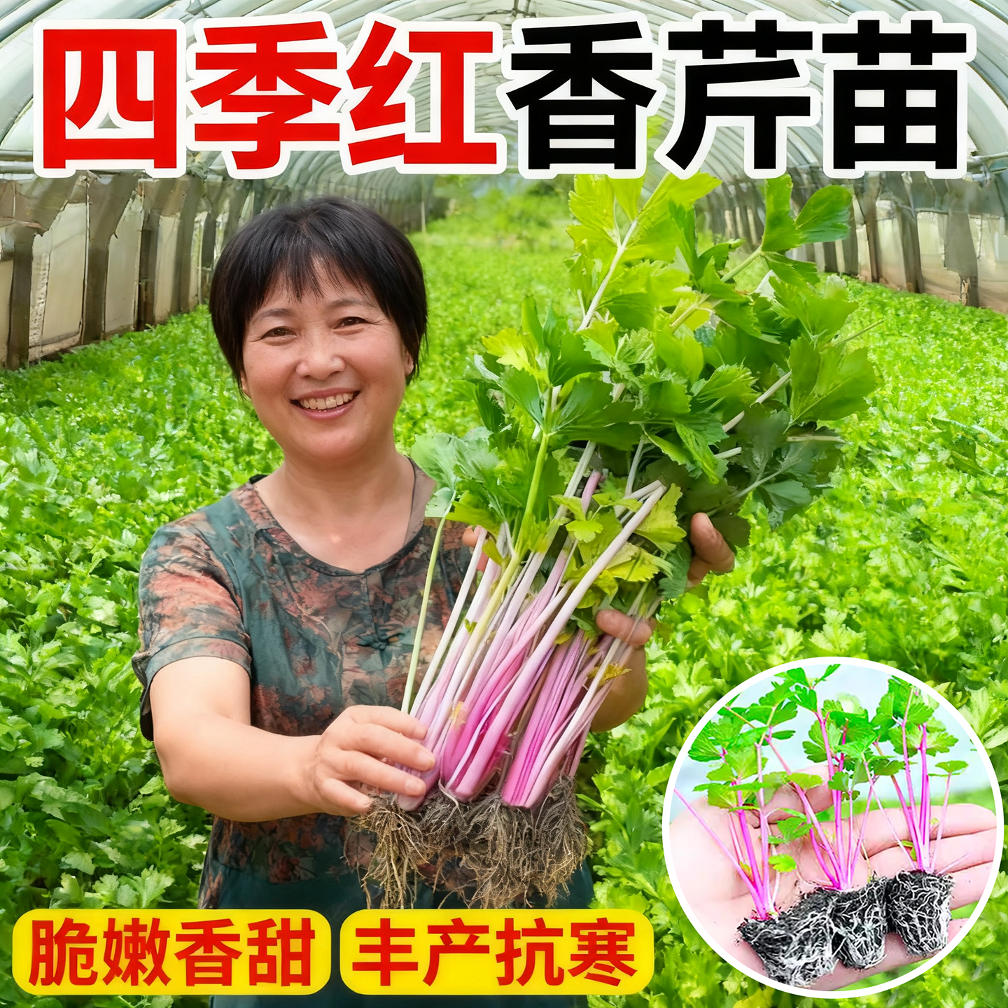 四季紫红芹菜苗秧苗水果小香芹菜苗水培老品种白芹种籽阳台种菜苗,鲜花速递/花卉仿真/绿植园艺,种苗/半成品盆栽,淘宝优惠券,粉丝福利购,淘宝优惠卷