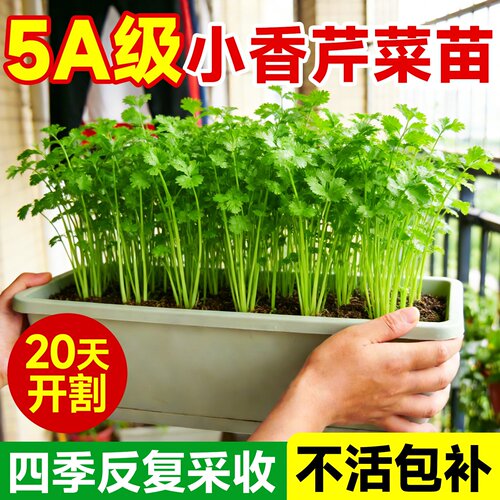四季小香芹苗芹菜苗实芹皇后西芹