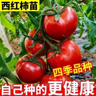 老品种番茄苗秧沙瓤西红柿苗毛粉柿子幼苗抗病高产四季播种蔬菜苗