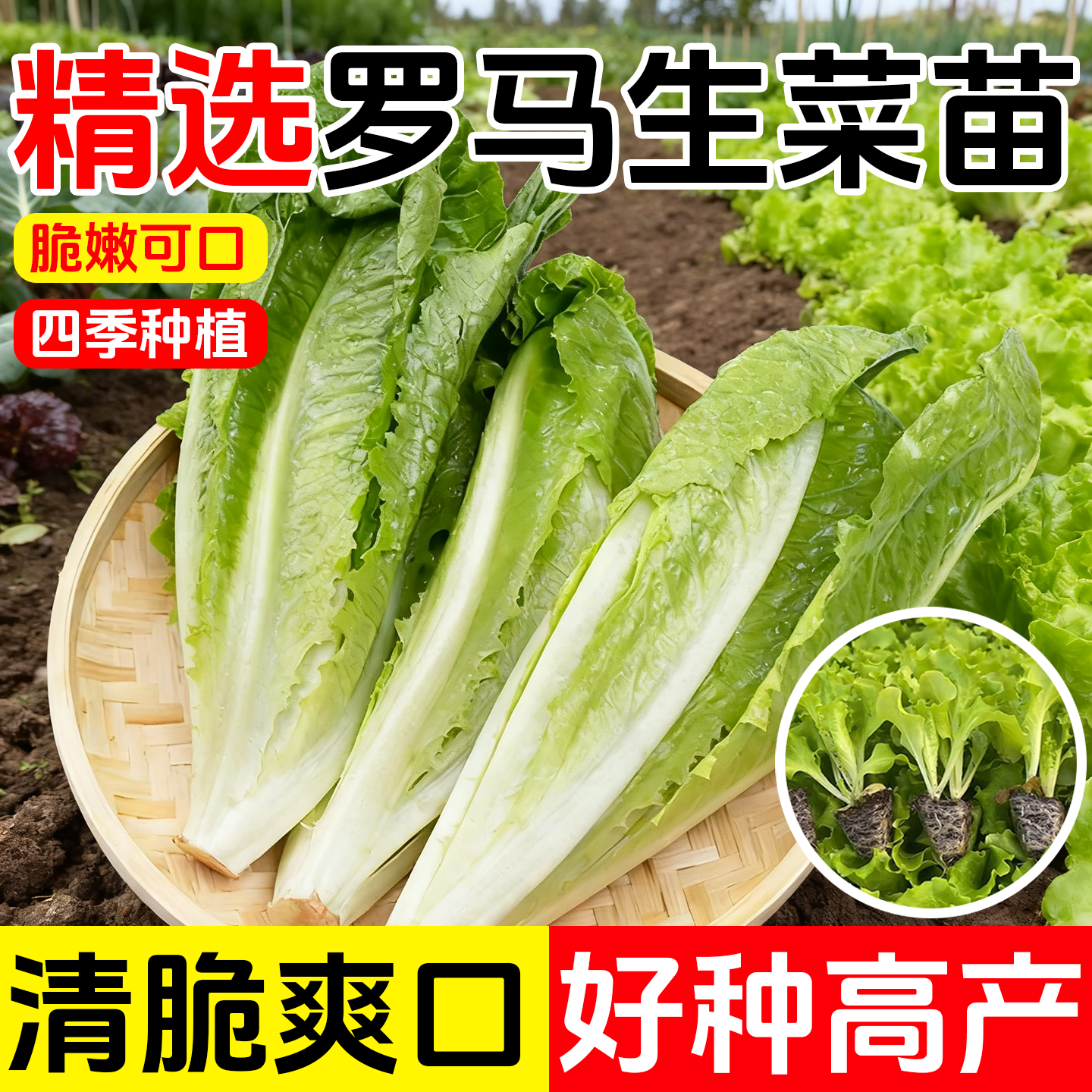 罗马生菜苗意大利奶油生菜苗子大全秧苗四季新种植有机蔬菜秧苗