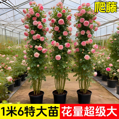 蔷薇花苗藤本月季特大花树庭院