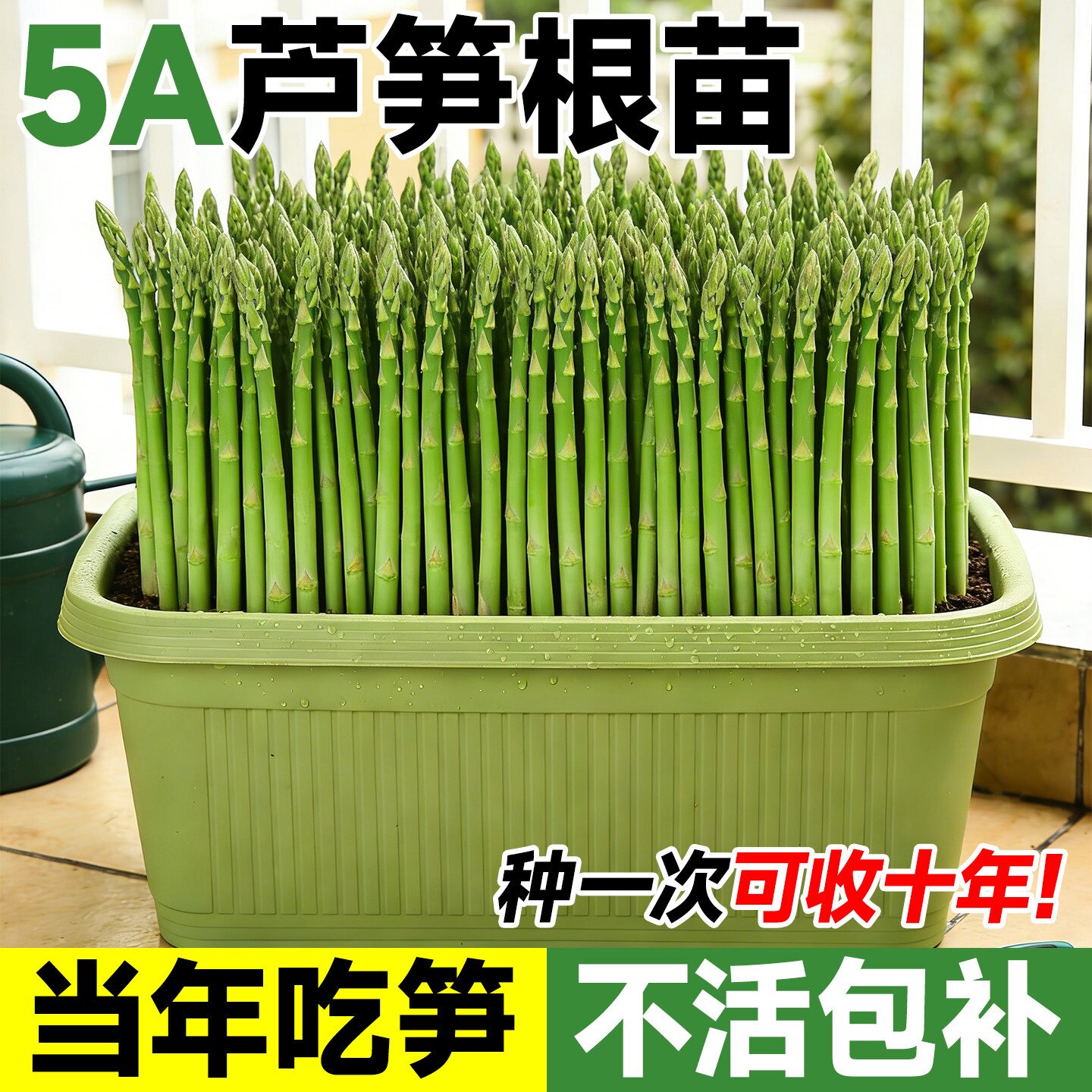 四季芦笋根苗带土多年芦笋苗种根带芽现挖阳台种植多年根生蔬菜苗
