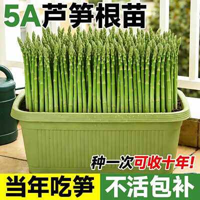四季芦笋根苗带土多年芦笋苗种子