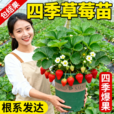 带土四季奶油穴盘草莓苗秧苗盆栽种植丹东99食用红颜阳台种菜苗