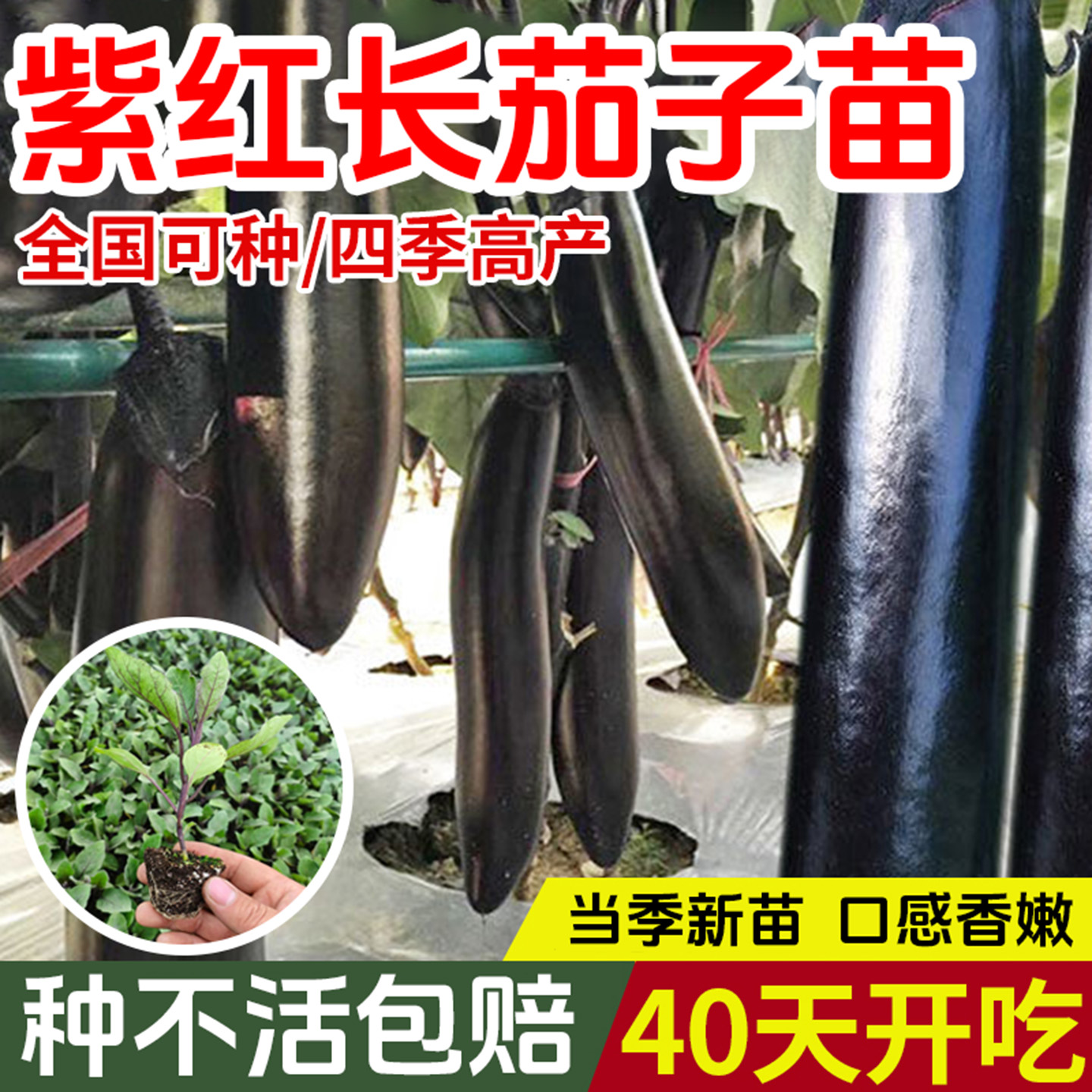 紫红长茄子苗秧高产紫黑长茄圆茄
