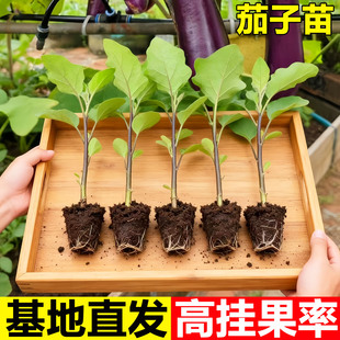 紫长茄秧苗茄子苗带土嫁接老品种黑紫茄杭茄种籽子春季蔬菜苗大全