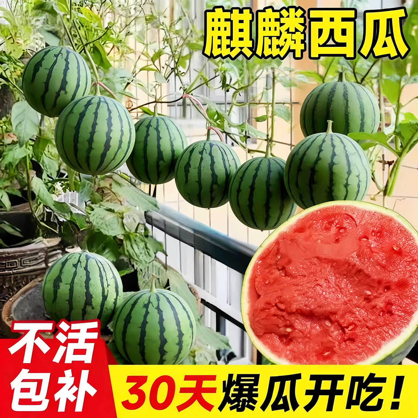 麒麟西瓜苗嫁接西瓜苗秧8424黑皮无籽美都懒汉阳台盆栽水果蔬菜苗