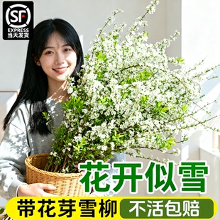 雪柳干枝鲜枝水养插花水培植物鲜花卉室内盆栽带花苞绿植龙柳好活