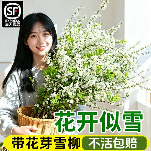 雪柳干枝鲜枝水养插花水培植物
