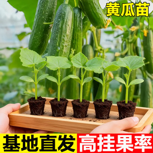 水果黄瓜秧苗玉女黄瓜苗蔬菜苗大全庭院阳台盆栽种植番茄苗辣椒苗