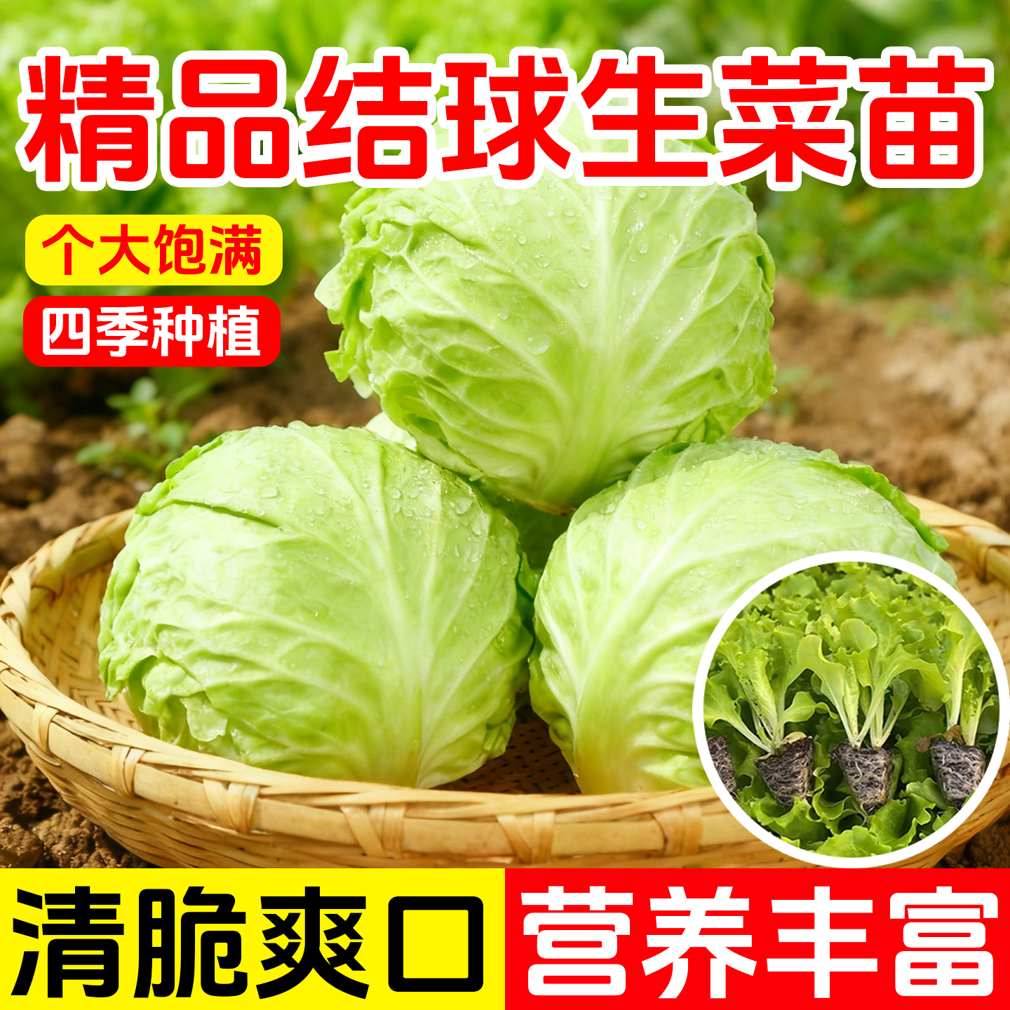 结球生菜苗带土秧苗球生菜种籽
