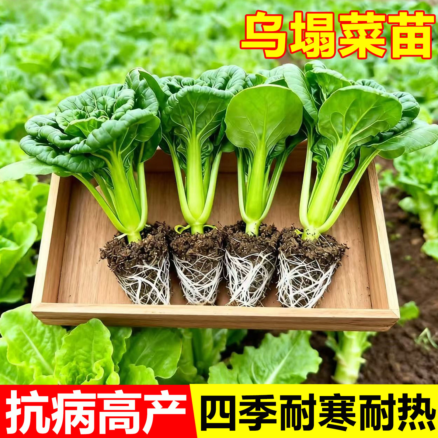 黄心乌塌菜种苗耐寒耐湿大田庭院种植菊花心奶油黄心菜蔬菜苗子