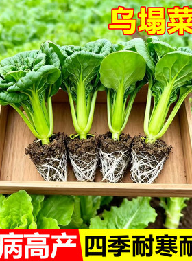 黄心乌塌菜种苗耐寒耐湿大田庭院种植菊花心奶油黄心菜蔬菜苗子
