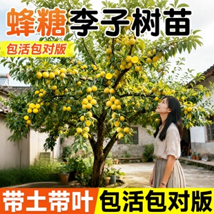 蜂糖李子树苗正宗新品种嫁接特大李子果树带土球苗南北方四季种植