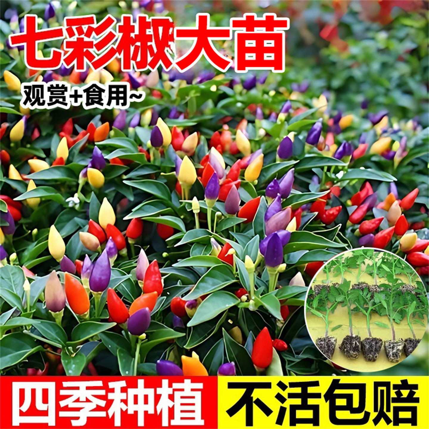 七彩椒种籽五彩辣椒种子灯笼秧苗