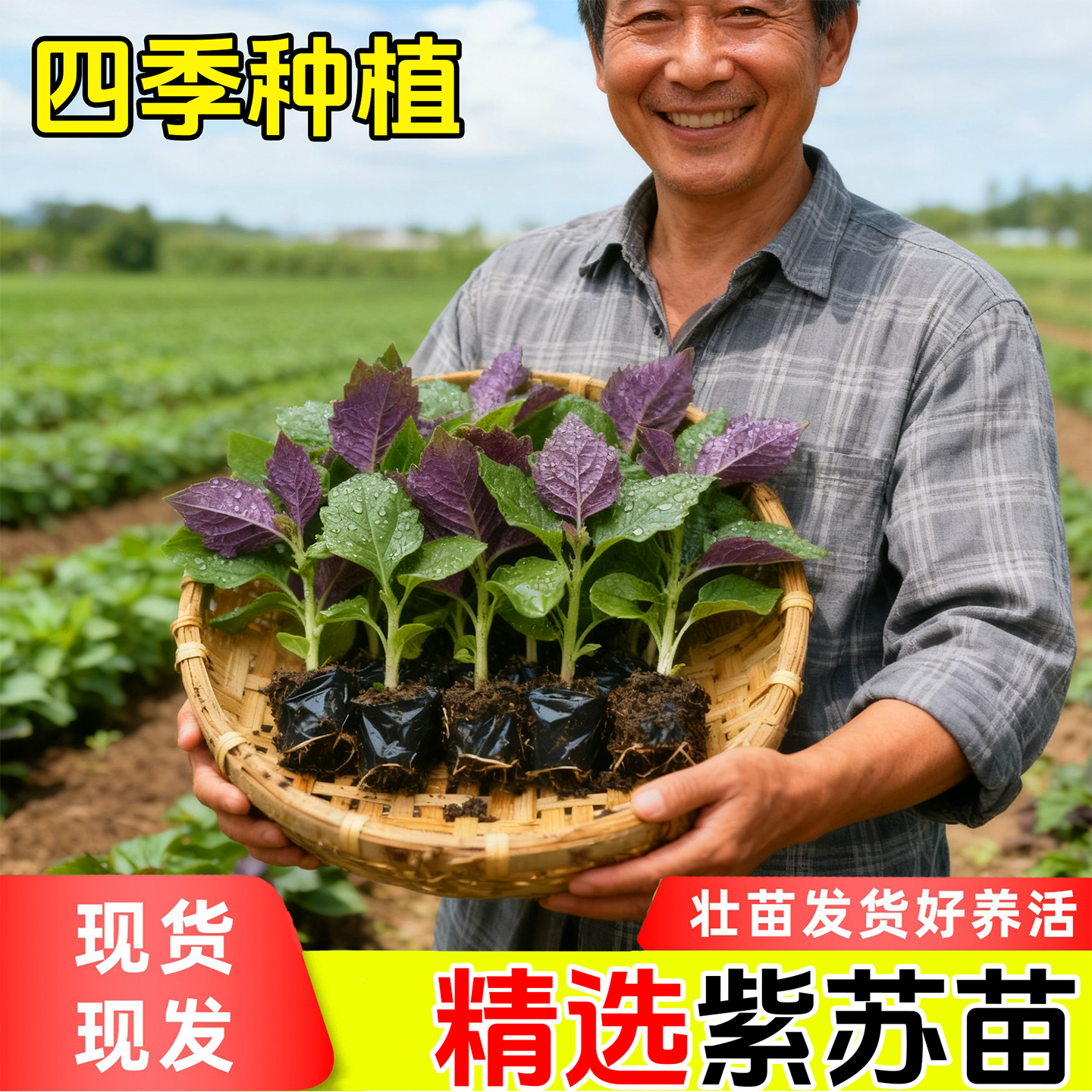 双面大叶可食用紫苏苗秧苗带土