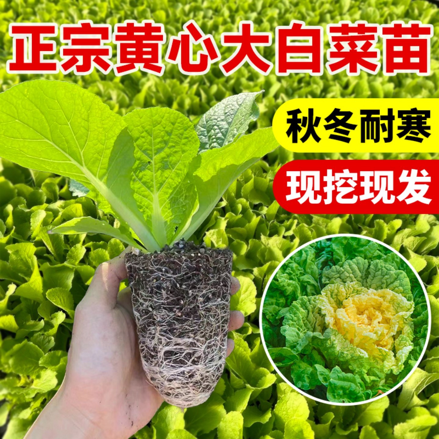 黄心大白菜苗秧苗娃娃菜花菜苗生菜苗甘蓝乌塌菜莴笋秋冬耐寒种苗,鲜花速递/花卉仿真/绿植园艺,种苗/半成品盆栽,淘宝优惠券,粉丝福利购,淘宝优惠卷