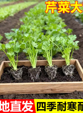 芹菜苗秧蔬菜苗种子籽孑阳台种植四季播番茄苗耐寒易活小香芹批发