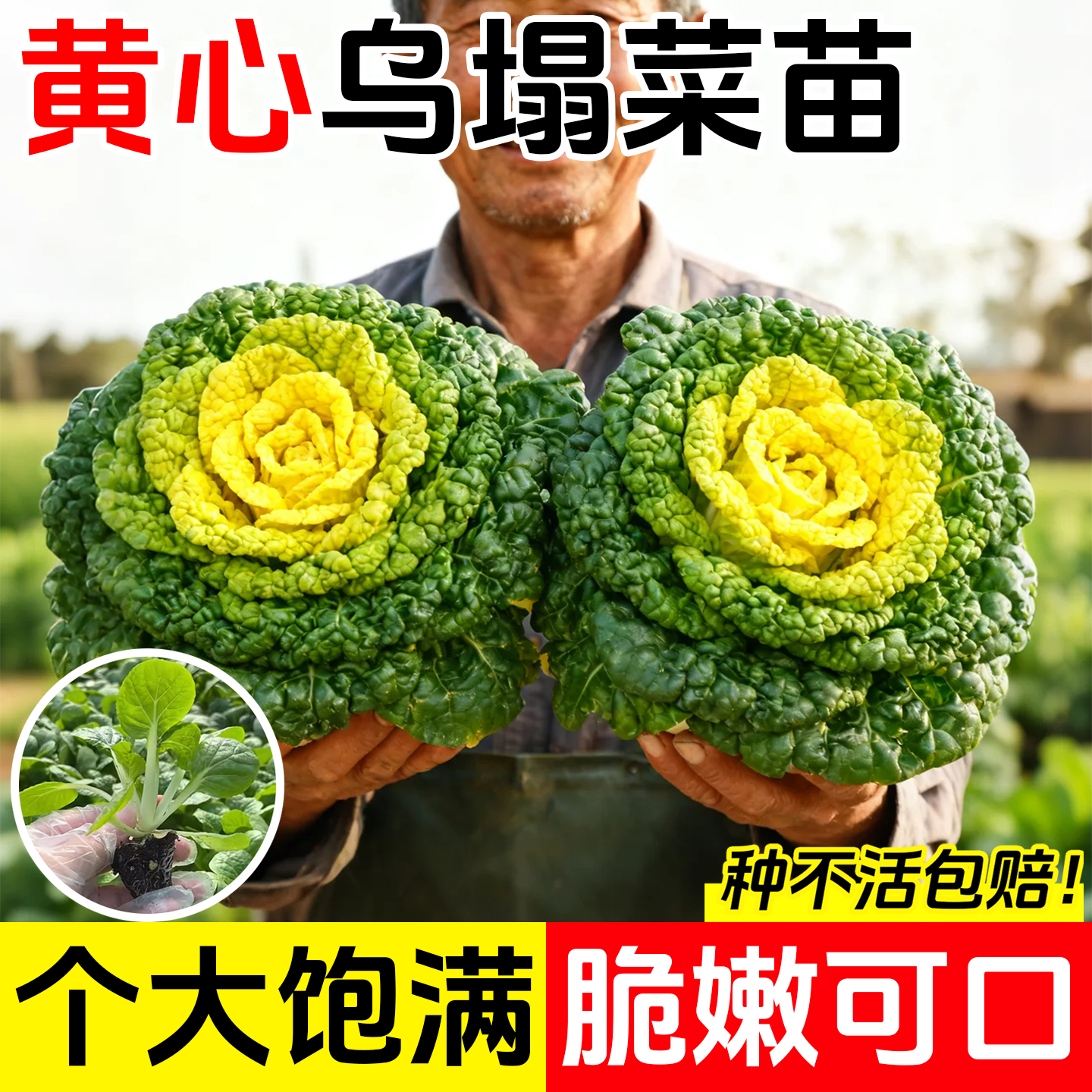 耐寒黄心乌塌菜苗秧苗黑心乌塌菜
