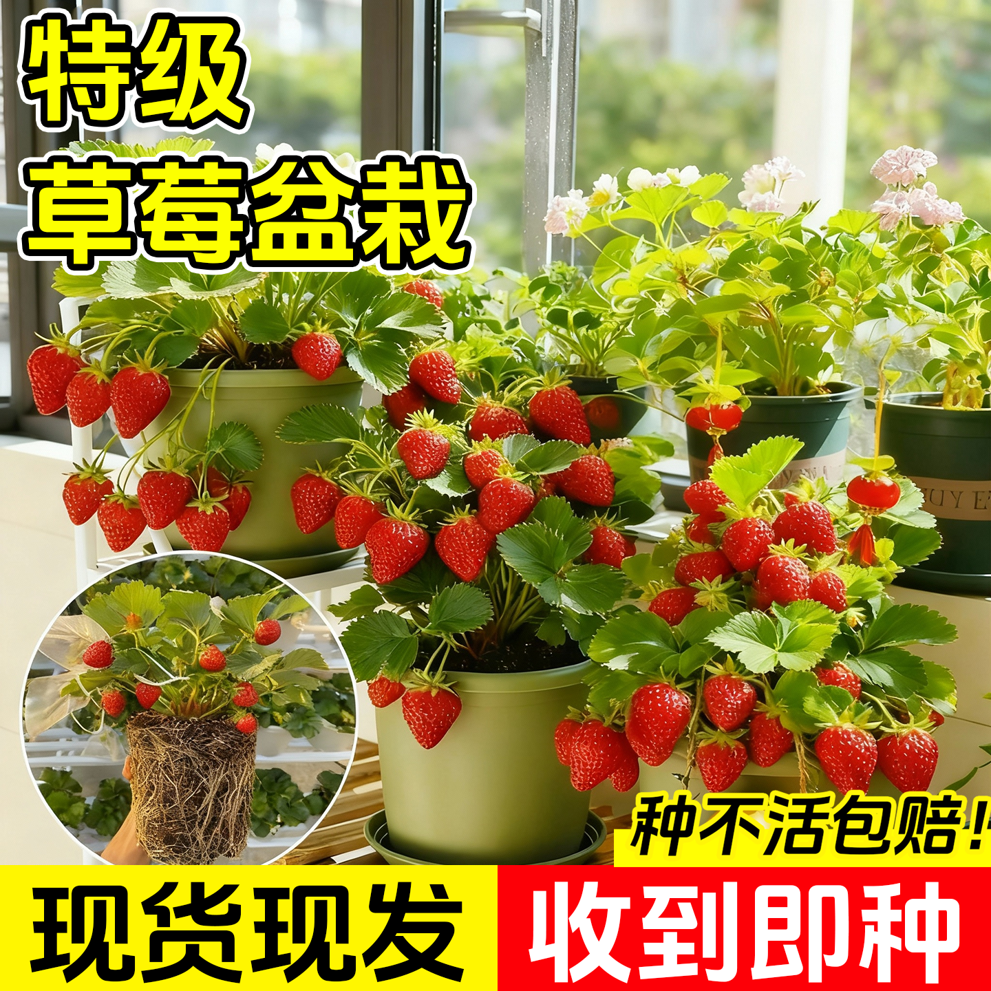 特大草莓苗秧盆栽带果四季结果