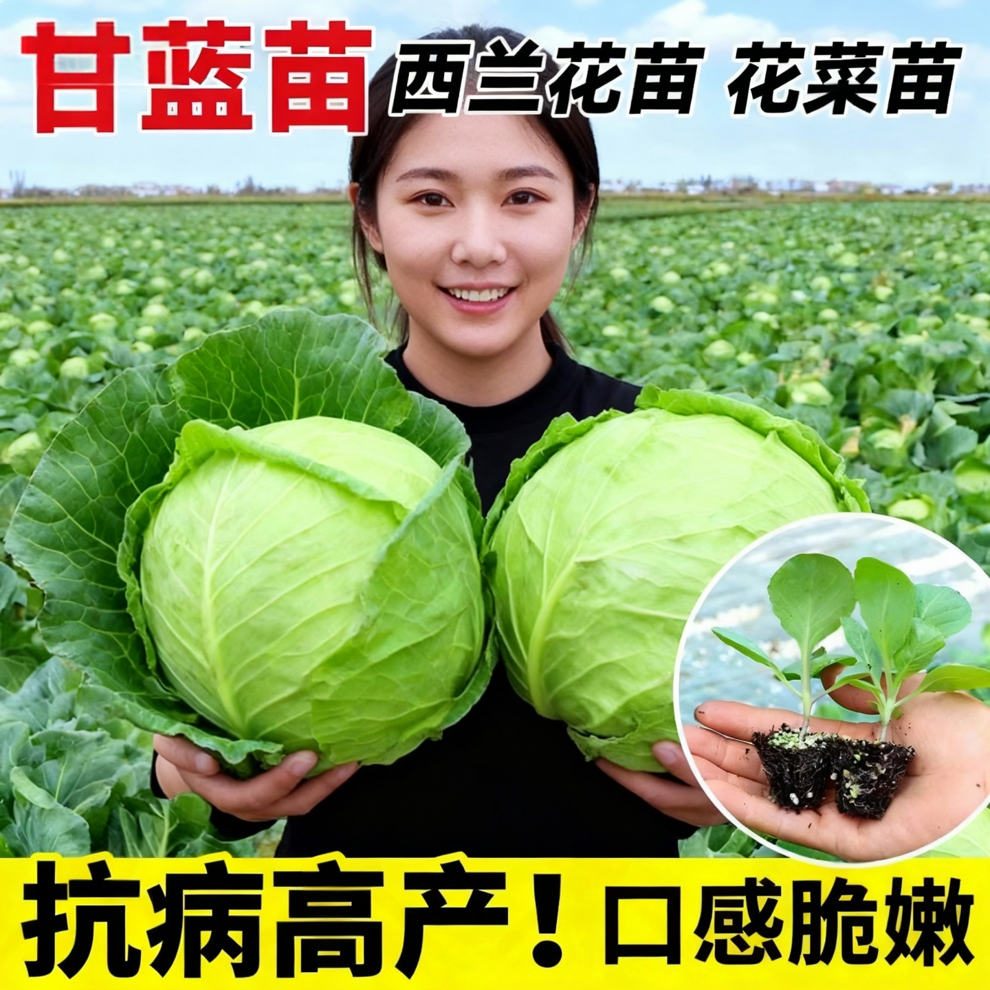 耐热包菜秧苗带土牛心甘蓝菜苗