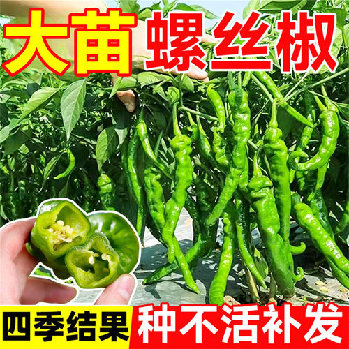 螺丝椒辣椒苗七彩辣椒种带土四季