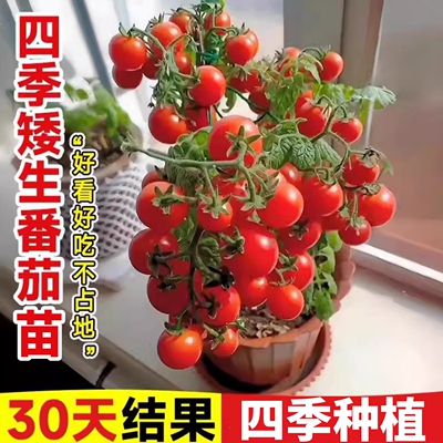 矮生小番茄苗秧盆栽小西红柿