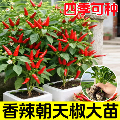 爆辣特辣红小米辣椒苗秧