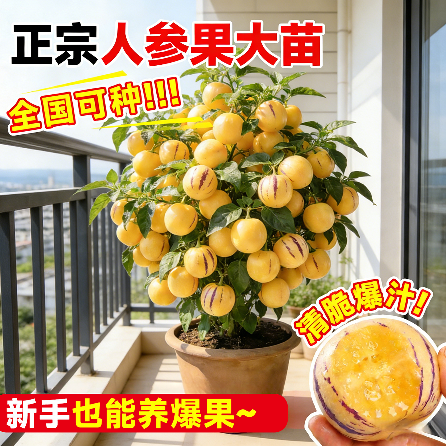 人参果树果苗大苗带土当年结果人叁果苗特大号盆栽水果种子苗秧苗