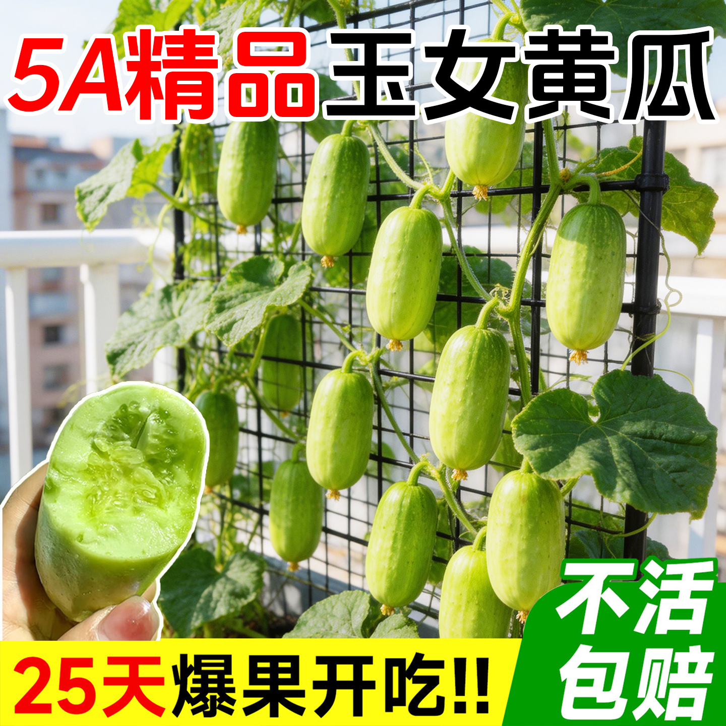 玉女水果黄瓜种籽金童黄瓜农家种孑四季青瓜蔬菜种子秧苗大全阳台
