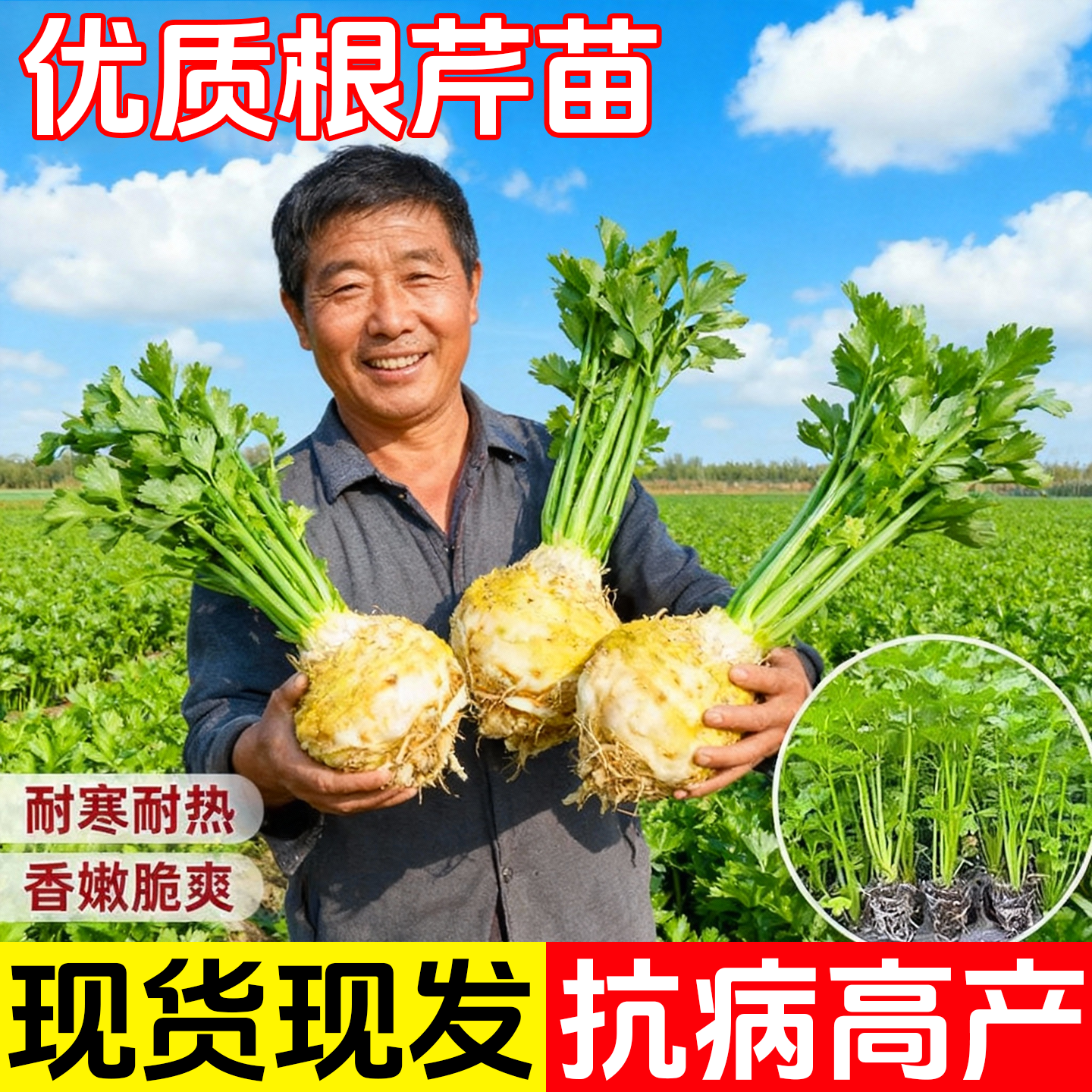 正宗地中海根芹苗秧苗大苗带土球秋冬蔬菜苗正宗阳台盆栽地栽,鲜花速递/花卉仿真/绿植园艺,种苗/半成品盆栽,淘宝优惠券,粉丝福利购,淘宝优惠卷