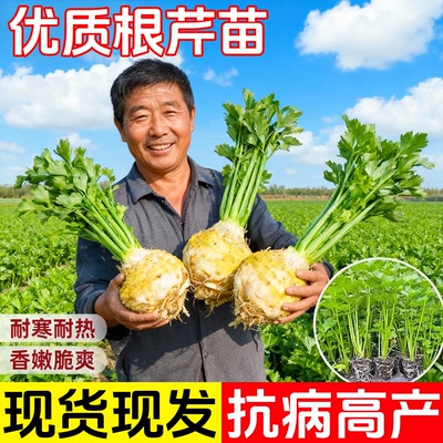 正宗地中海根芹苗秧苗大苗带土
