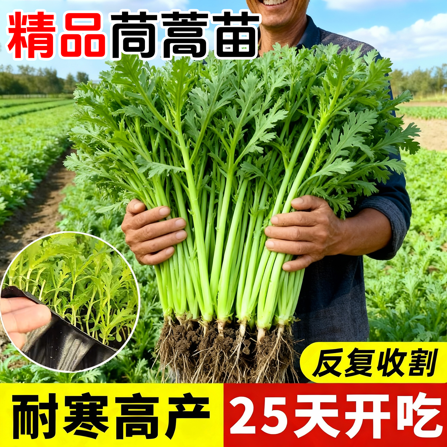 大叶茼蒿秧苗带土老品种小叶农家茼蒿种籽夏四季皇帝菜秋冬蔬菜苗,鲜花速递/花卉仿真/绿植园艺,种苗/半成品盆栽,淘宝优惠券,粉丝福利购,淘宝优惠卷