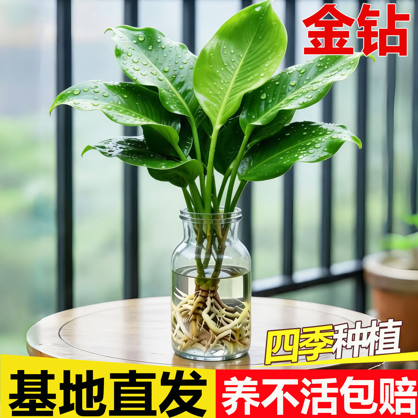 金钻盆栽办公室内水养绿植新房净化空气懒人好养花卉水培植物绿萝