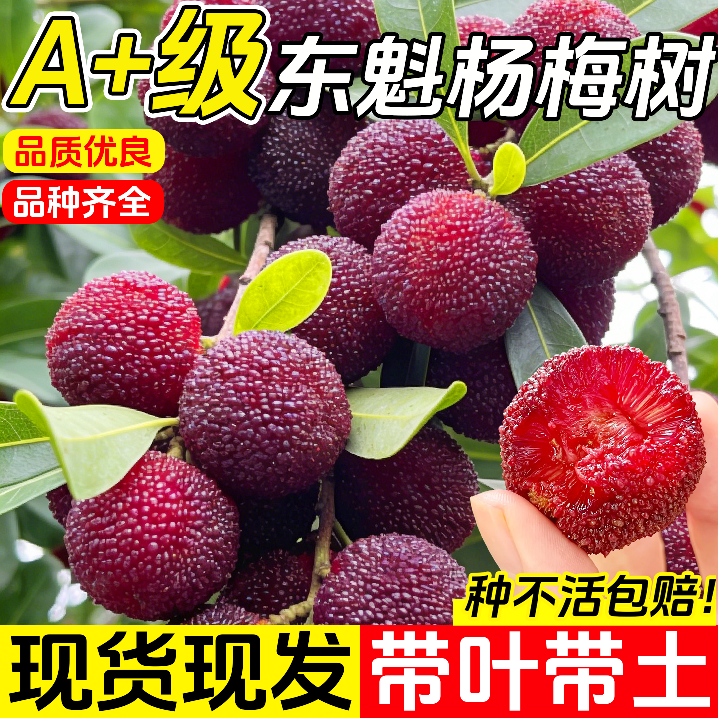 特大杨梅树苗东槐仙居东魁南方嫁接黑炭水果树果苗南方种植地栽苗